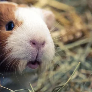 Ferne Animal Sanctuary
