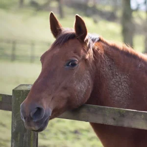 Ferne Animal Sanctuary